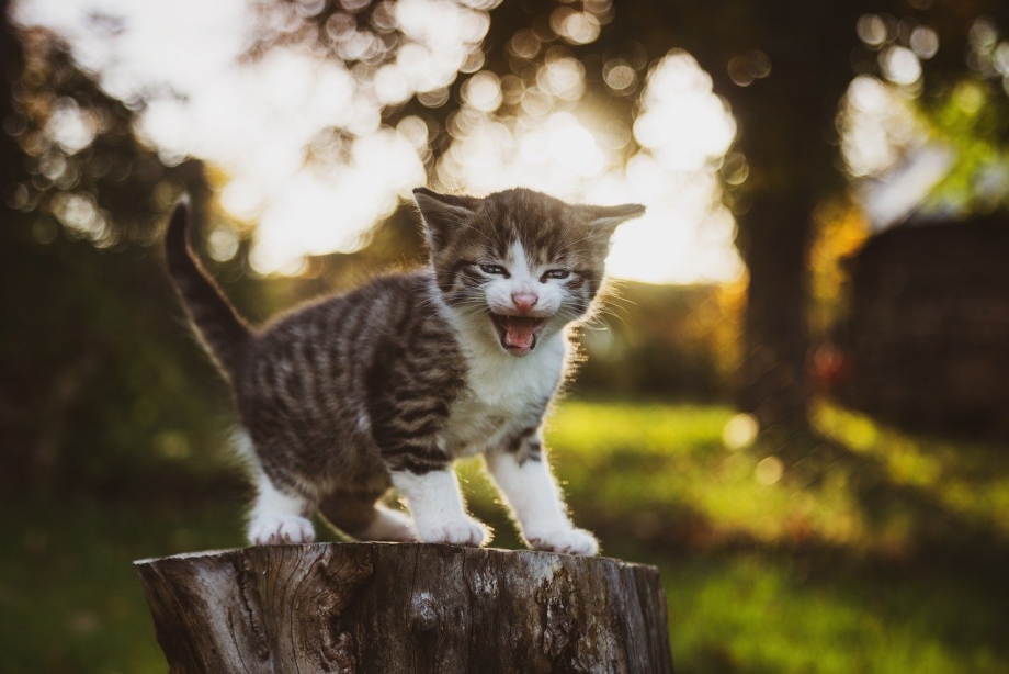 Котик мяукает