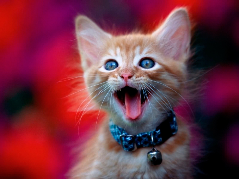 Котик мяу