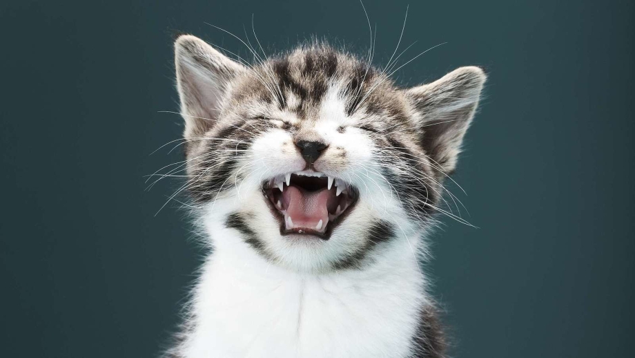 Котенок кричит