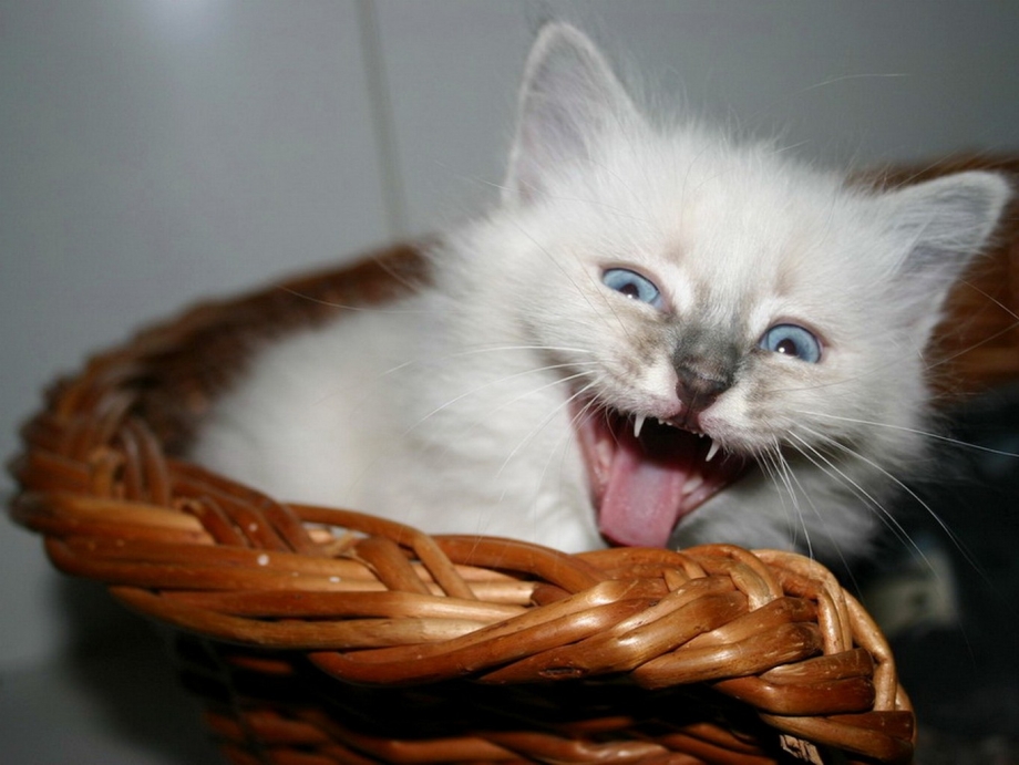 Мяуканье котят