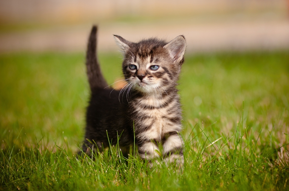 Обои котята