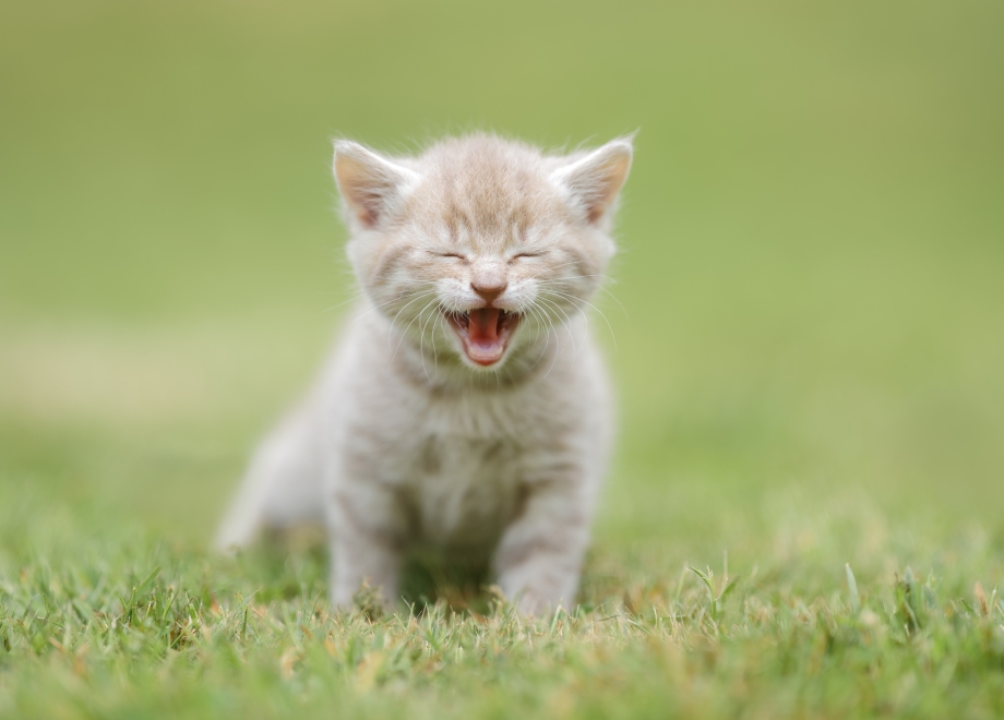Мяуканье маленького котика
