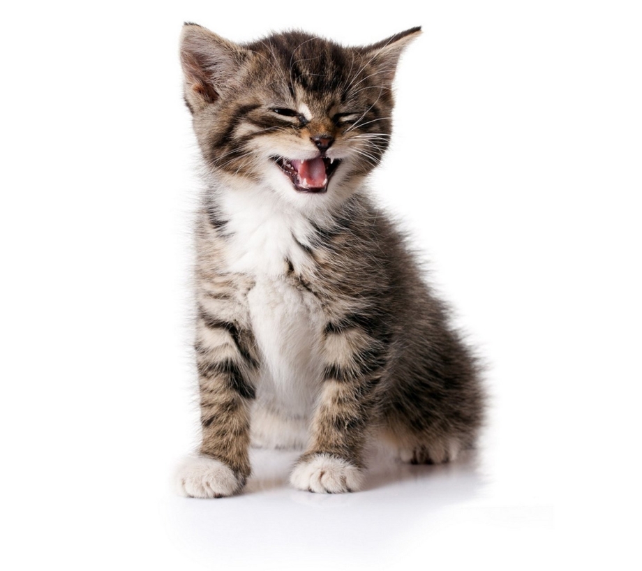 Котенок на белом фоне