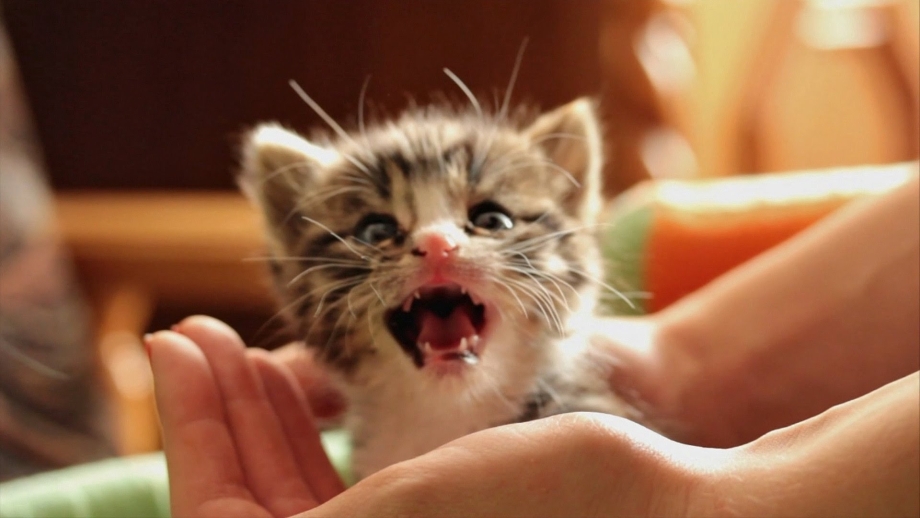 Cat goes Meow