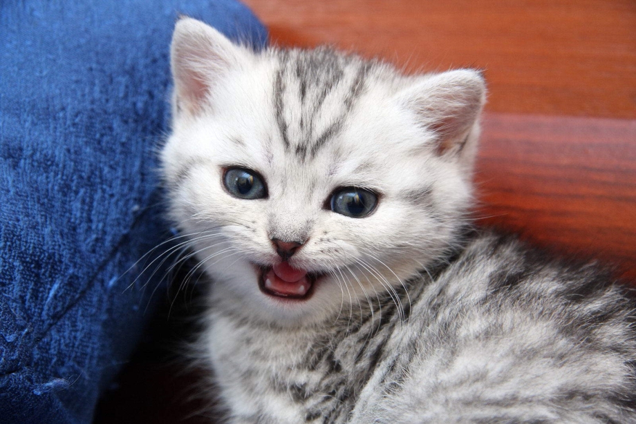 Маленькие котята мяукают