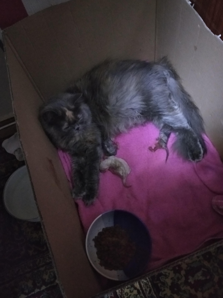 Котята сразу после родов