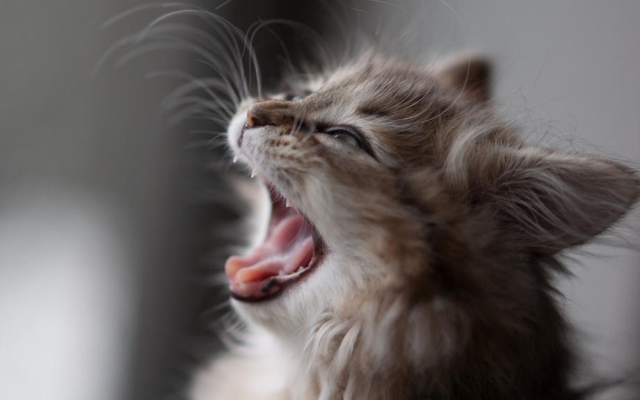 Котенок кричит