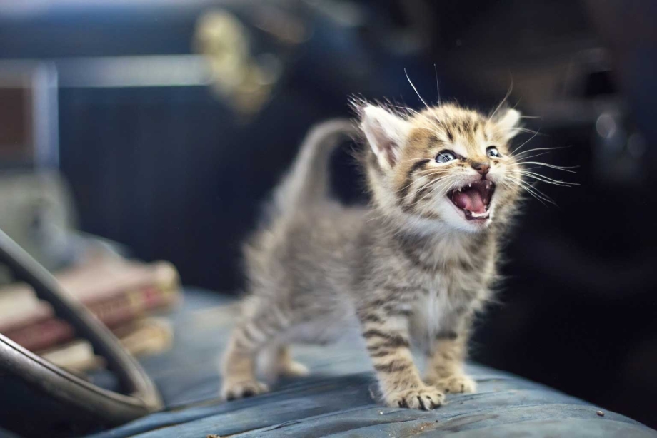 Котик мяукает