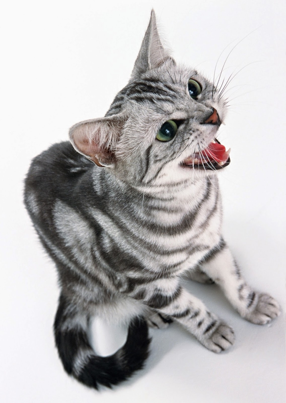 Американская короткошерстная кошка