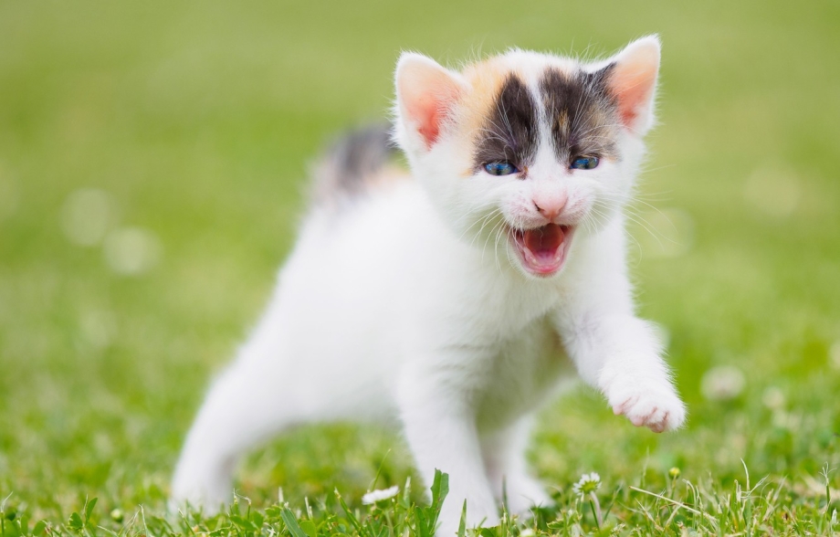 Котенок мяукает