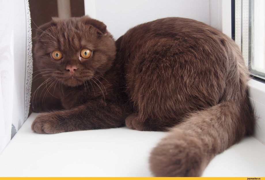 Шотландцы коты коричневые