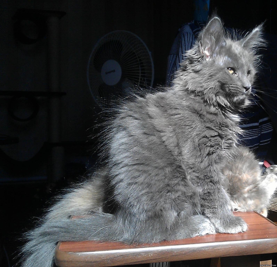 Коты метисы Мейн куна