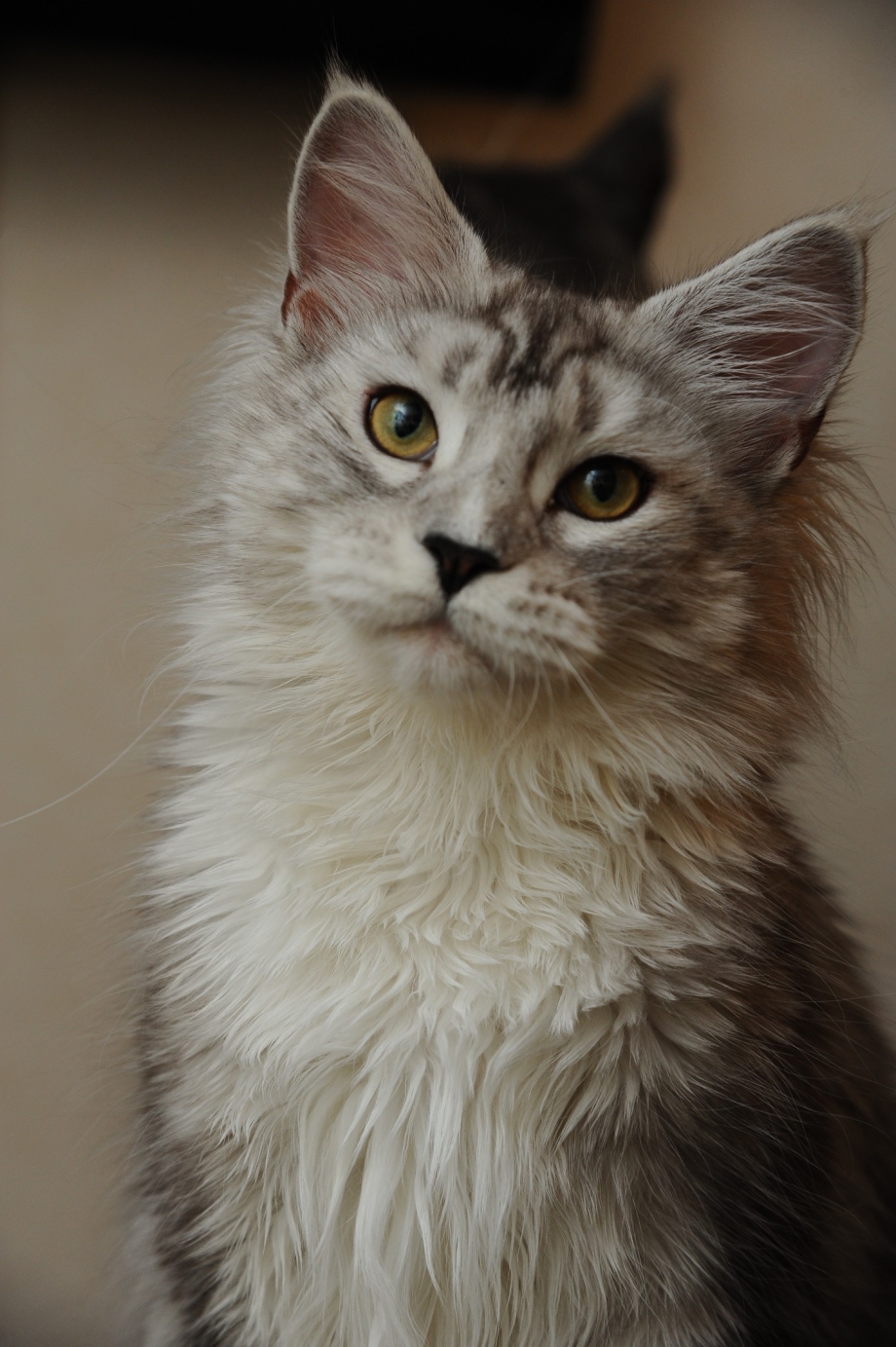 Кот метис Мейн куна