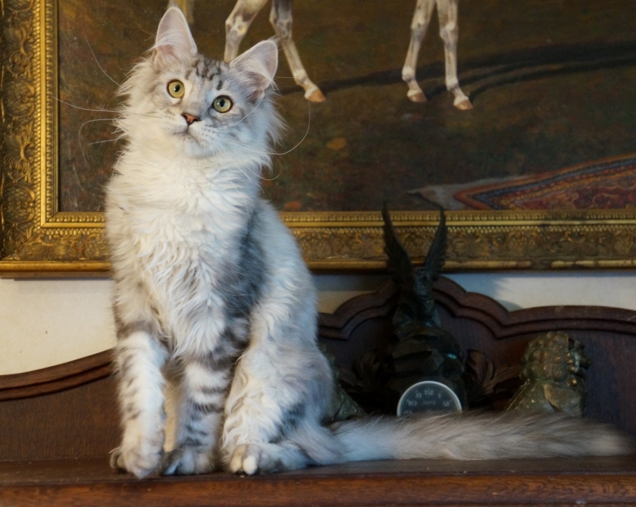 Котята метисы Мейн куна