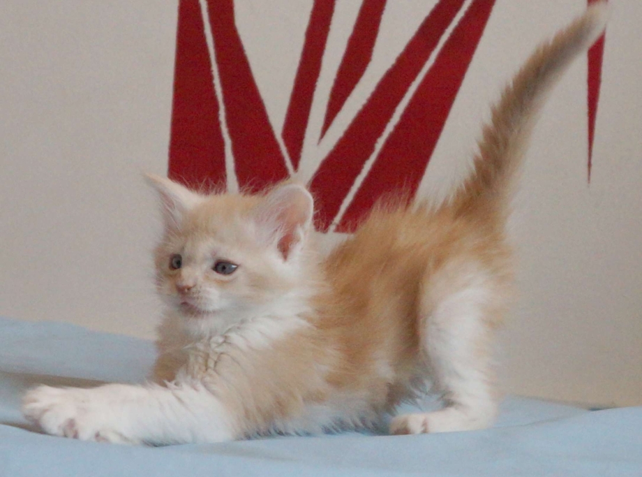 Кошка сфинкс метис