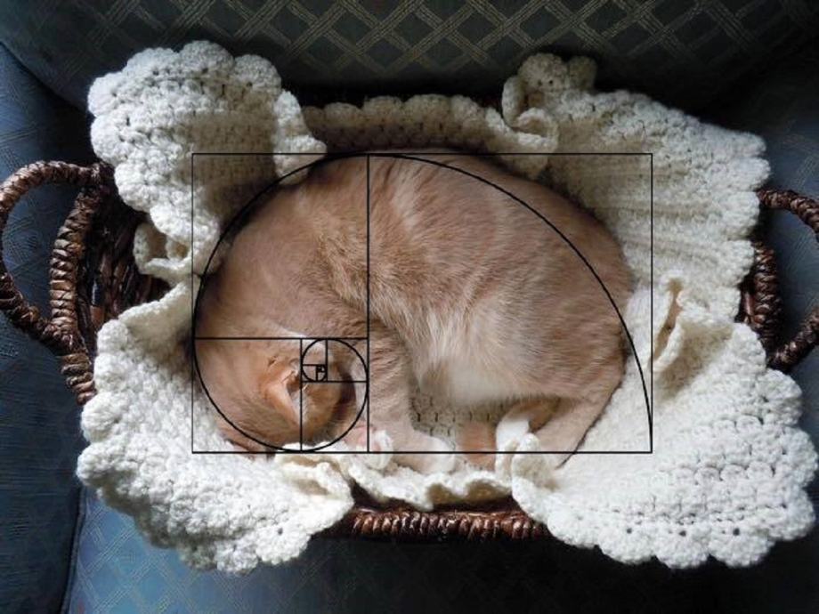 Коты Фибоначчи