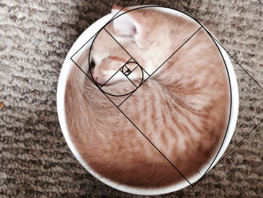 Коты Фибоначчи