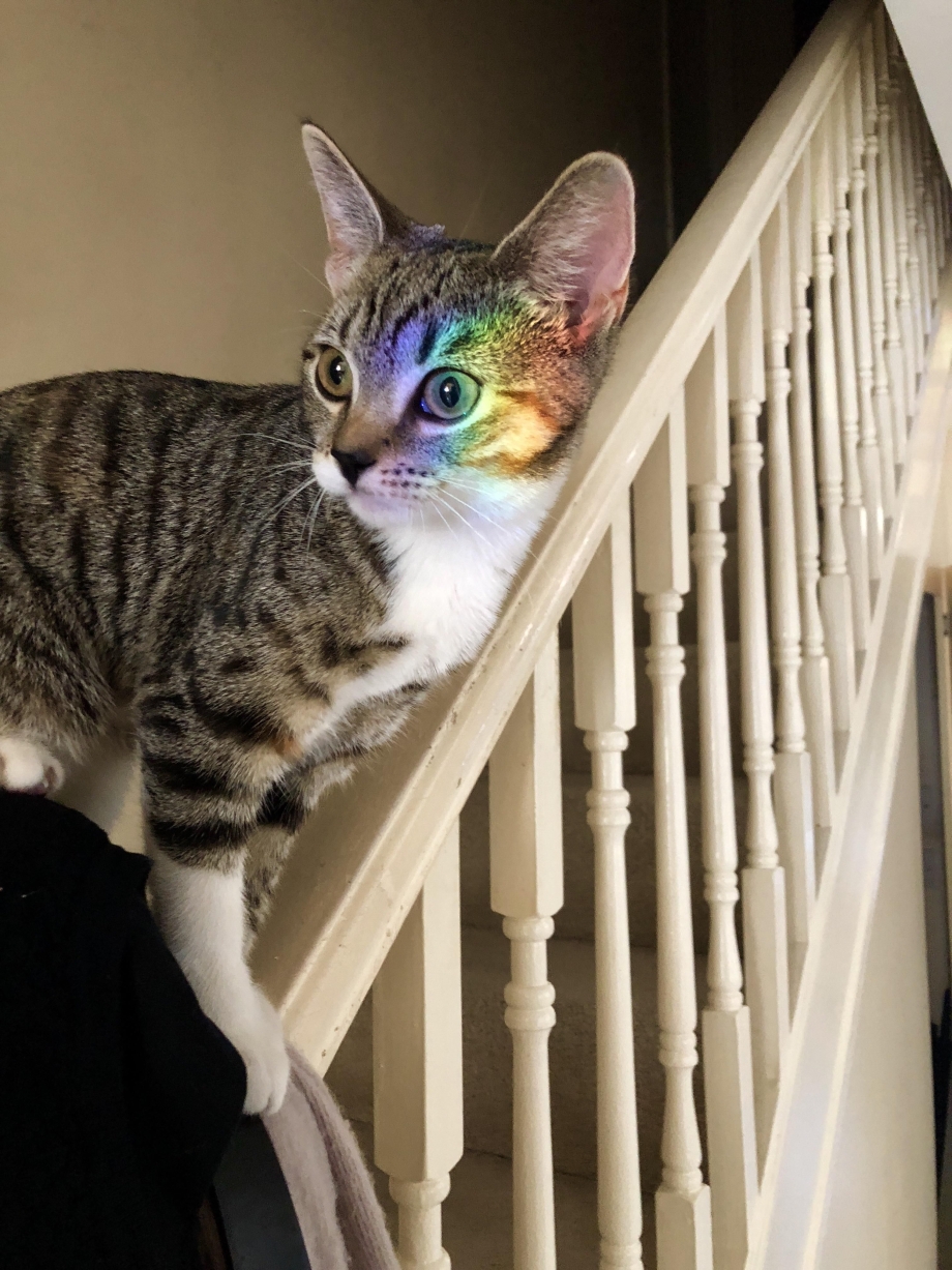 Кошка ходит