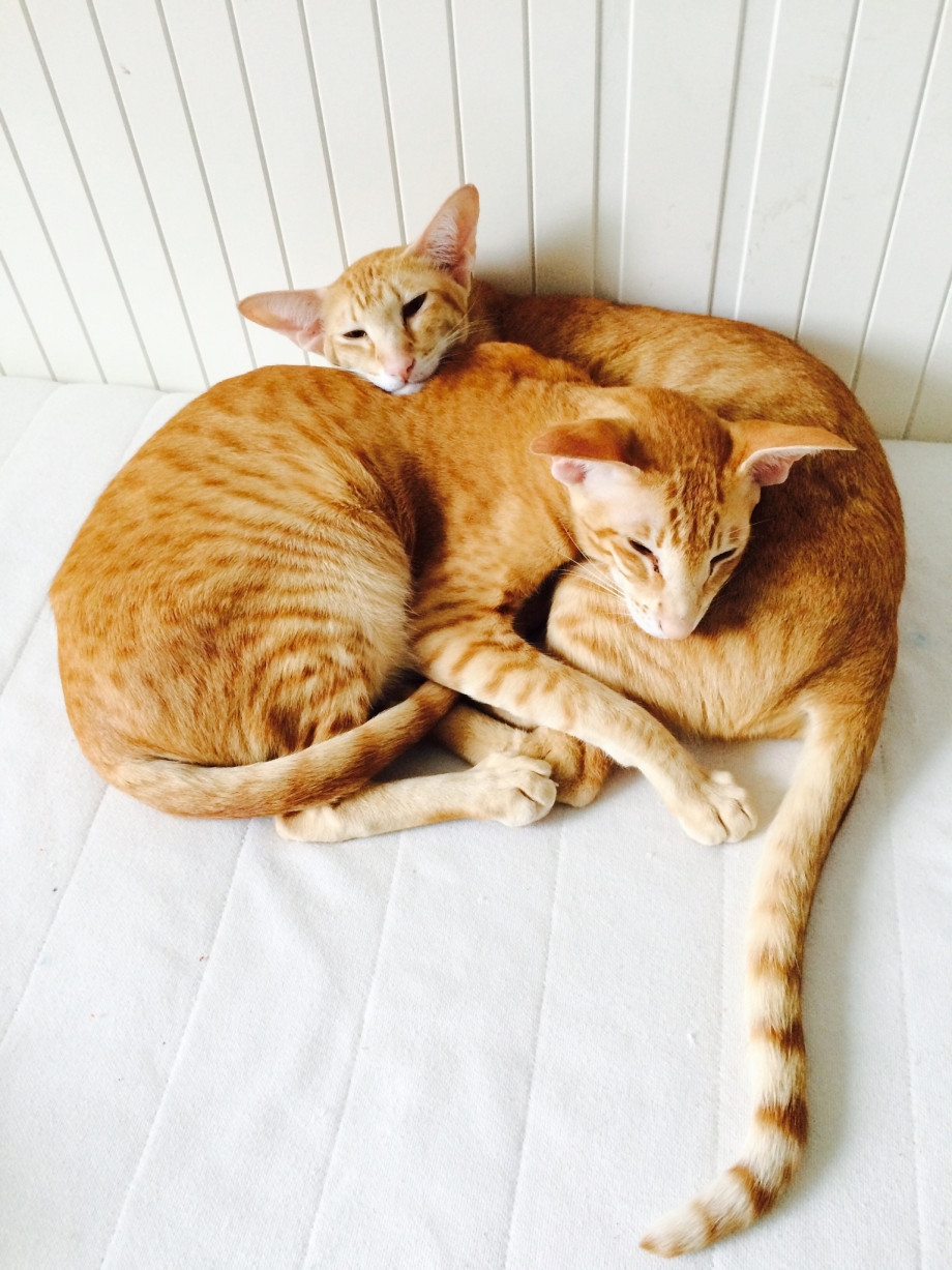 Коби кот