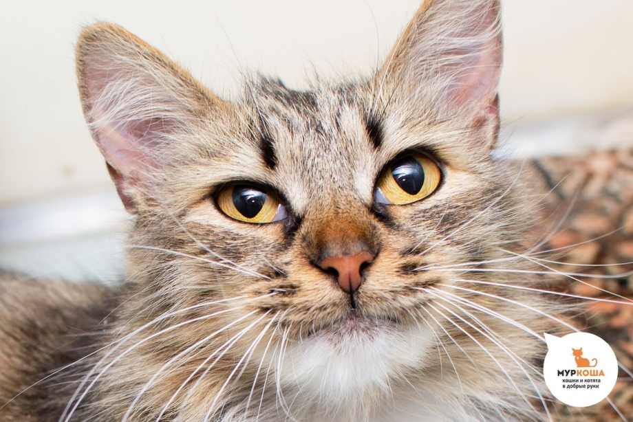 Настоящие котики