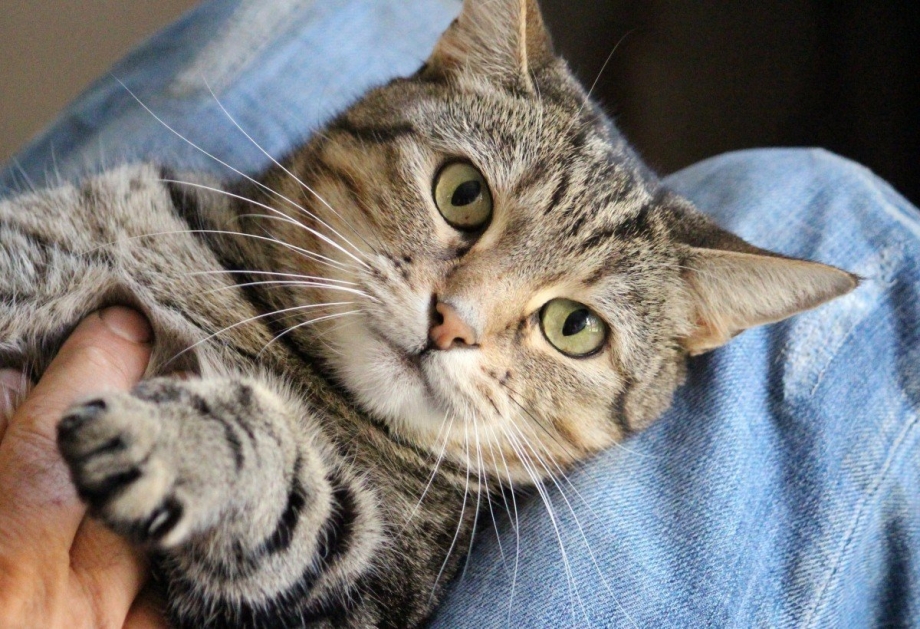 Месть котов