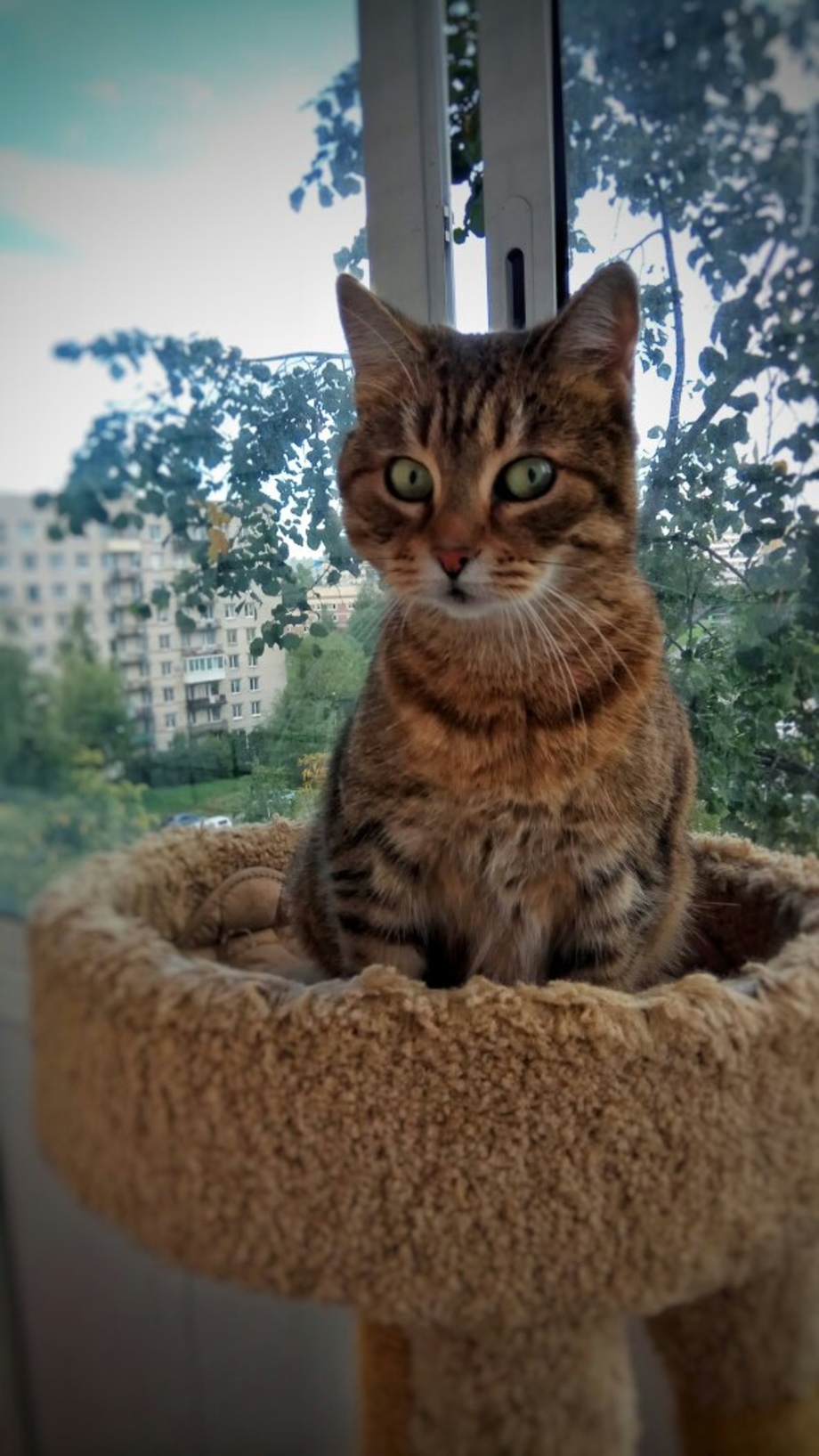 Идеальная кошка