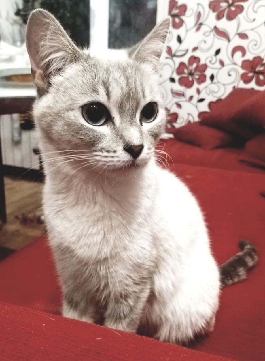 Сиамский и тайский кот