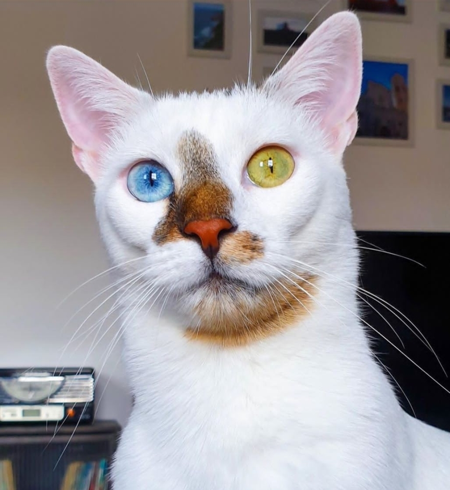 Необычные коты