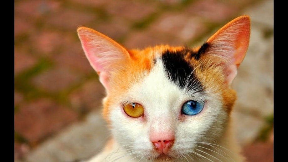 Гетерохромия коты