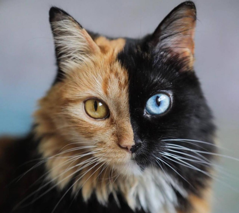 Двуликая кошка Химера