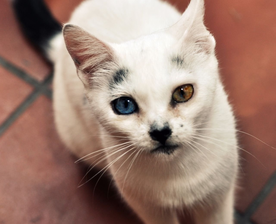 Гетерохромия у кошек