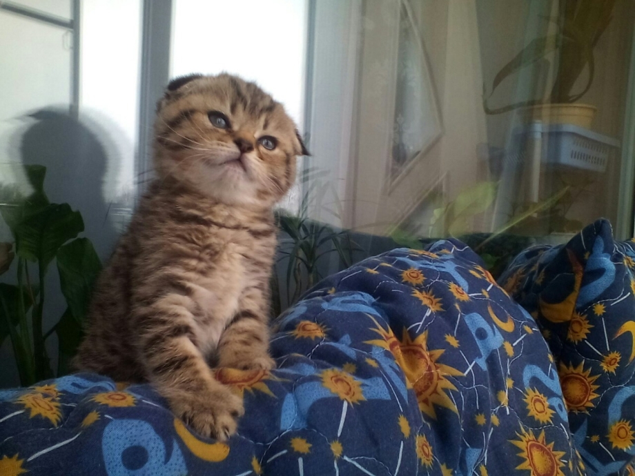 Вислоухие британские коты на одеяле с тигром