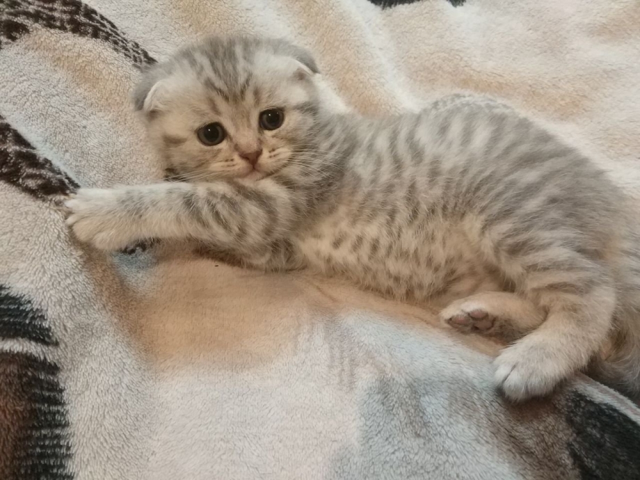 Шотландская вислоухая кошка серебристый табби