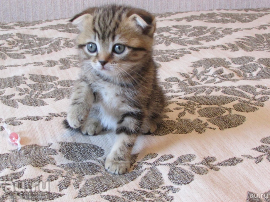Тигровые котята вислоухого шотландца