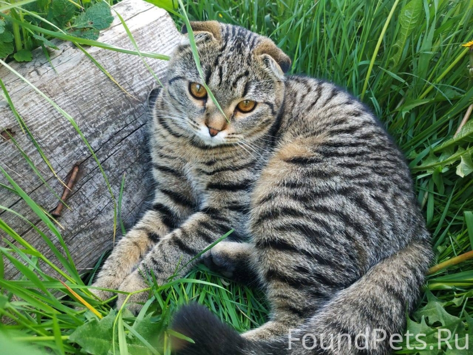 Вислоухий кот с окрасом дворняжки
