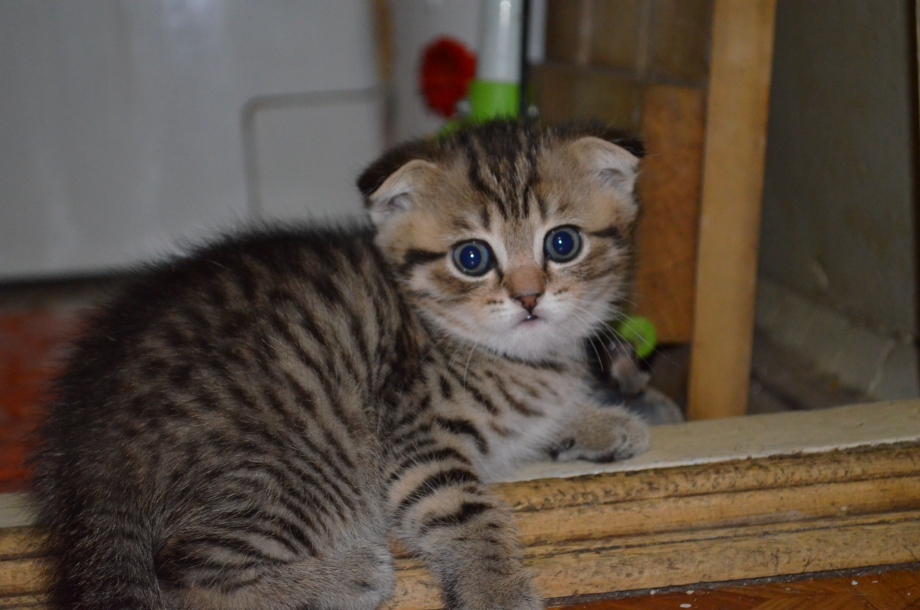 Шотландский котенок полукровка полосатый вислоухий