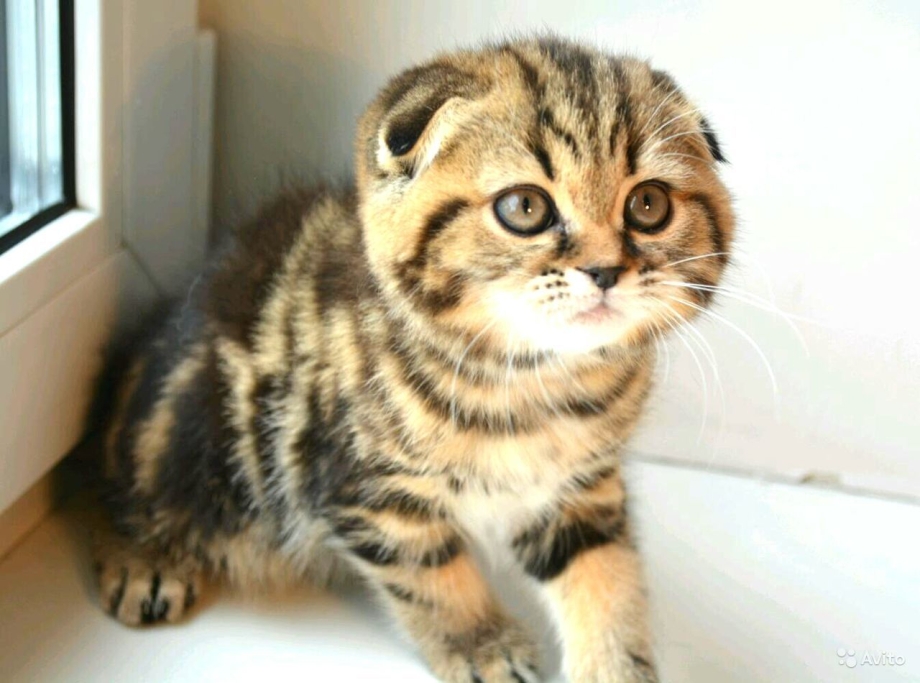 Скоттиш фолд Браун табби мраморный