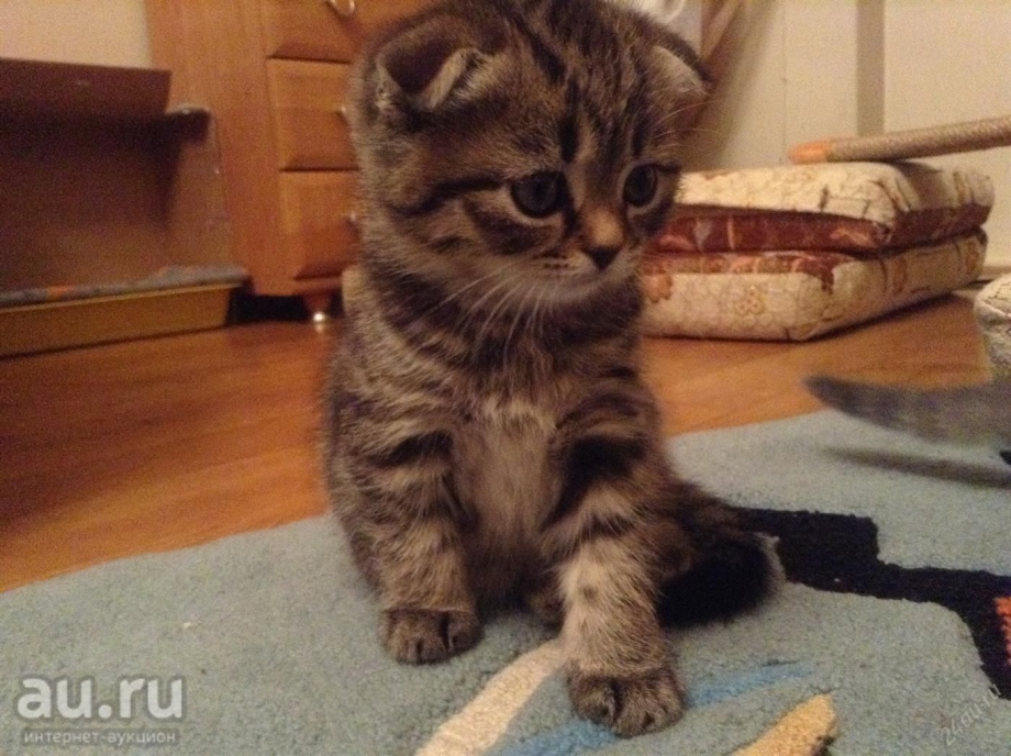Шотландский вислоухий тигровый котенок