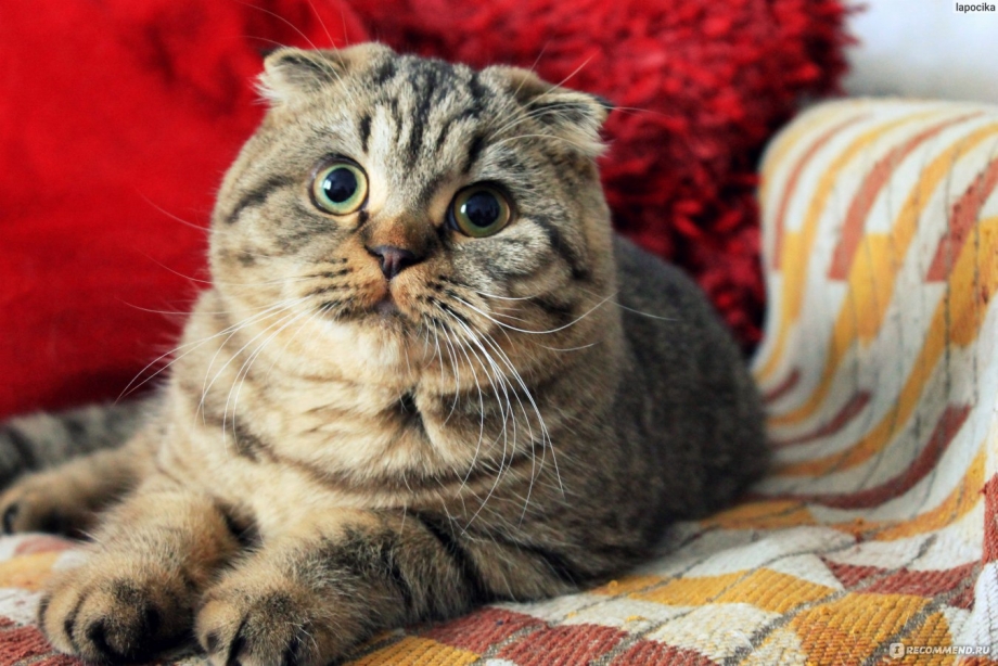 Шотландская вислоухая кошка табби
