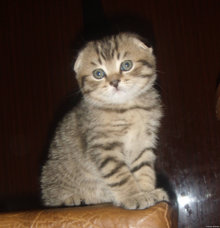 Шотландский вислоухий кот Браун табби
