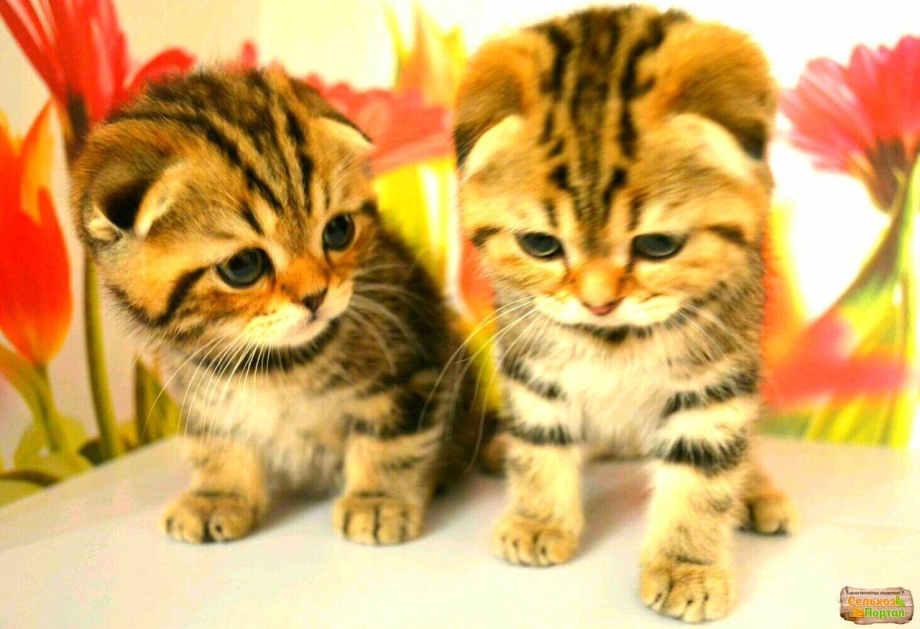 Котята тигрята Шотландские