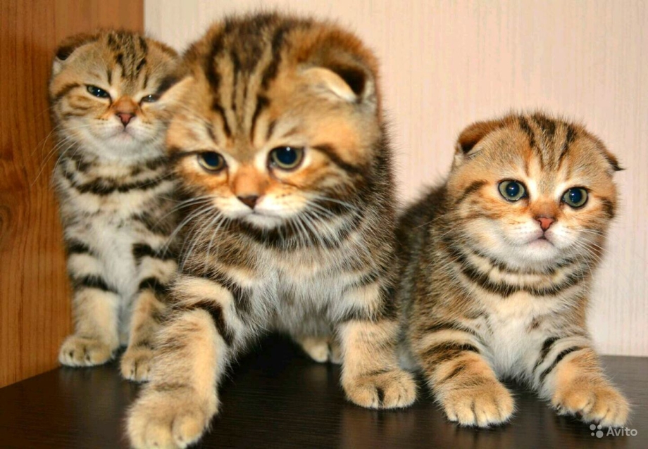 Скоттиш фолд страйт