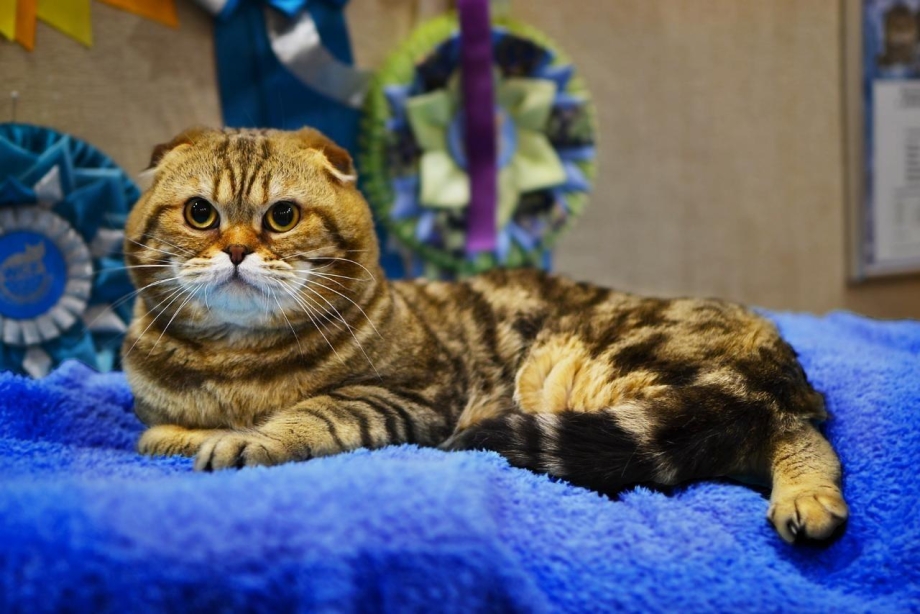 Шотландский скоттиш фолд тигровый