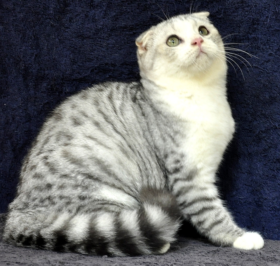 Шотландские вислоухие котята вискас