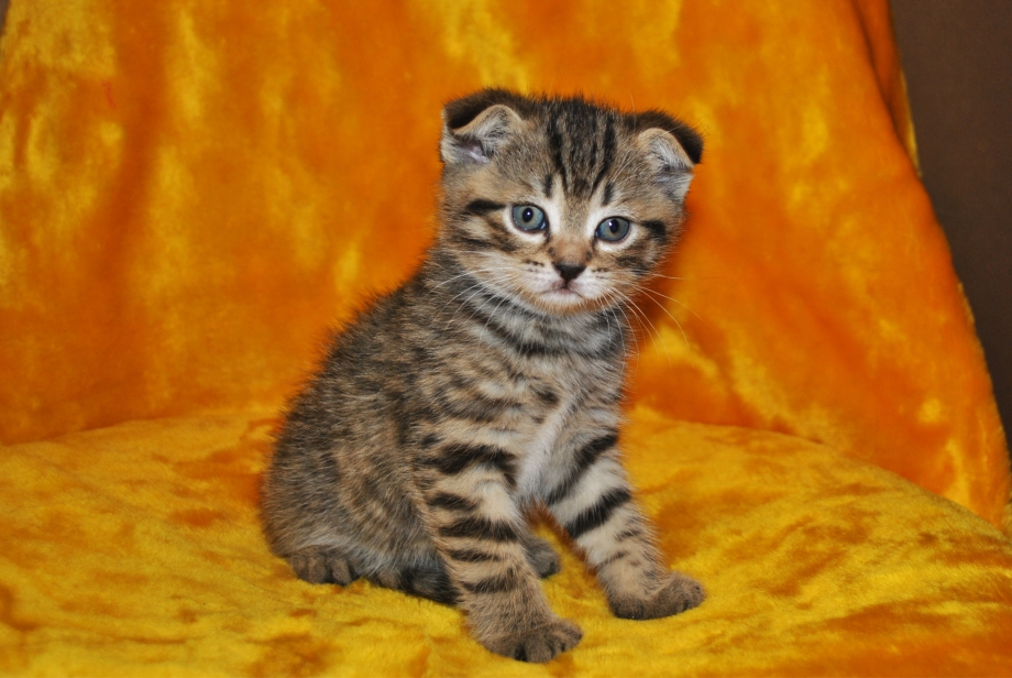 Котята с кошкой шотландский вислоухий полосатый