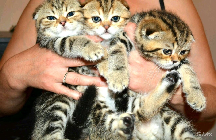 Бенгальский кот маленький