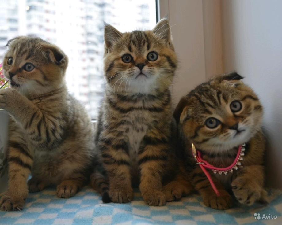 Котенок Тигренок порода