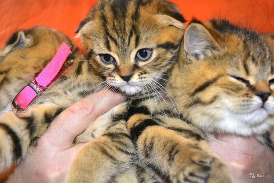 Котята тигрята Шотландские