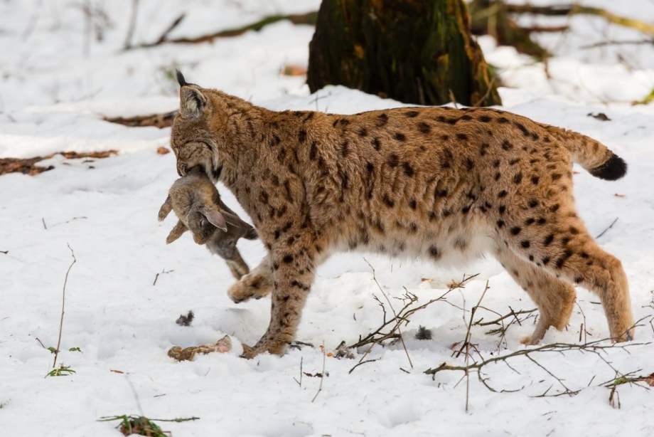 Рысь — Lynx Lynx