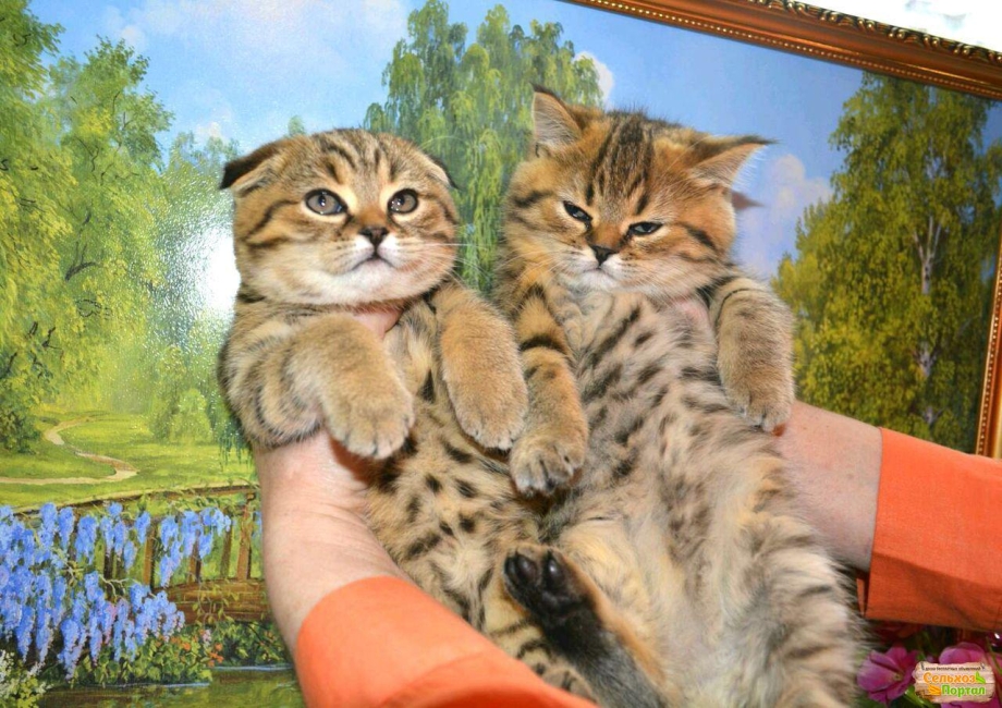 Скоттиш фолд страйт котята